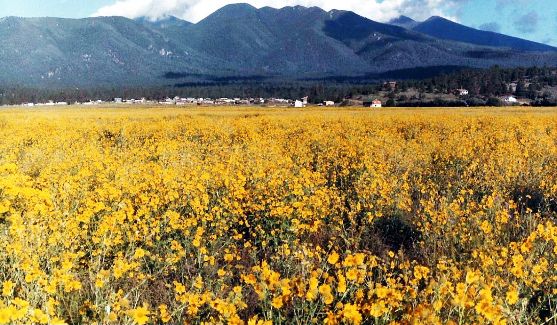 Arizona: Un prato in fiore:  Encelia farinosa e Cleome serrulata