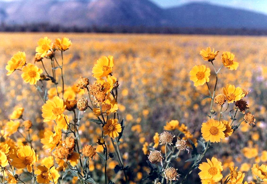 Arizona: Un prato in fiore:  Encelia farinosa e Cleome serrulata