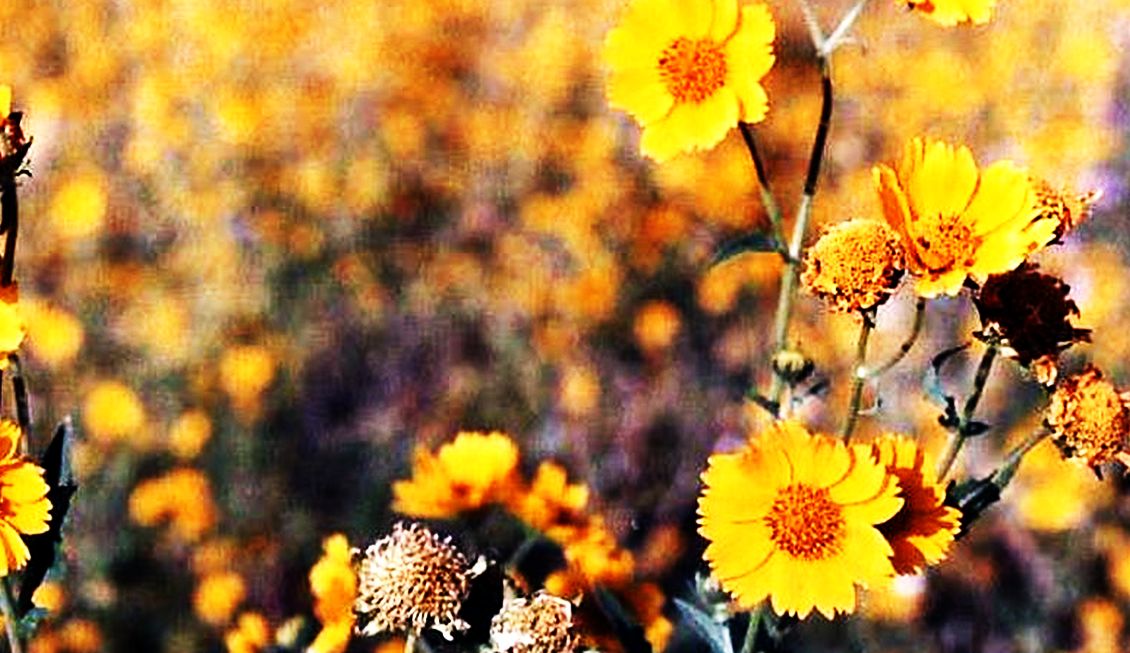 Arizona: Un prato in fiore:  Encelia farinosa e Cleome serrulata