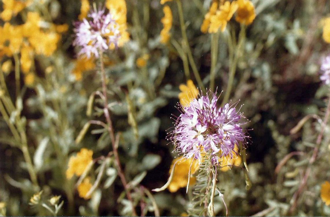 Arizona: Un prato in fiore:  Encelia farinosa e Cleome serrulata