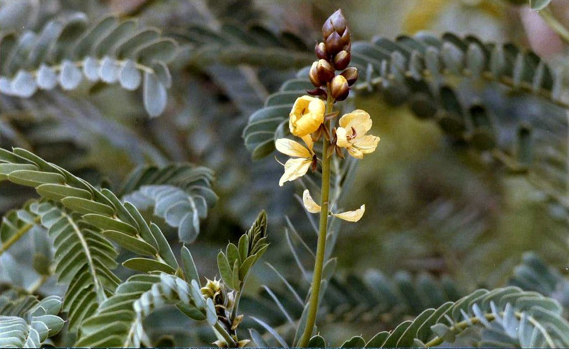 Phoenix (Arizona),  in un''aiuola dello zoo: Cassia (= Senna) didymobotrya (Fabaceae)