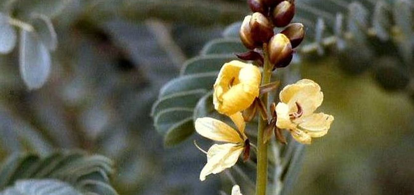 Phoenix (Arizona),  in un''aiuola dello zoo: Cassia (= Senna) didymobotrya (Fabaceae)