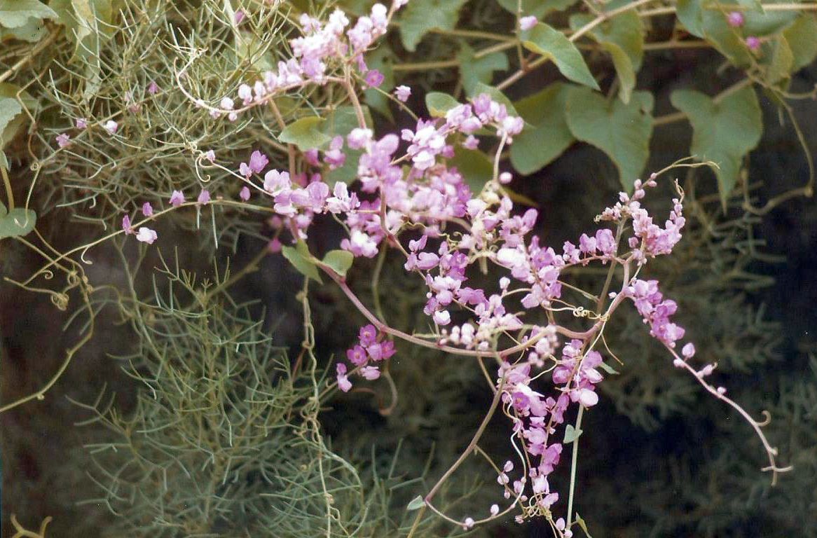 Phoenix (Arizona), in una zona verde dello zoo: Antigonon leptopus (Polygonaceae)