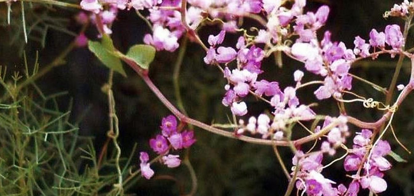 Phoenix (Arizona), in una zona verde dello zoo: Antigonon leptopus (Polygonaceae)