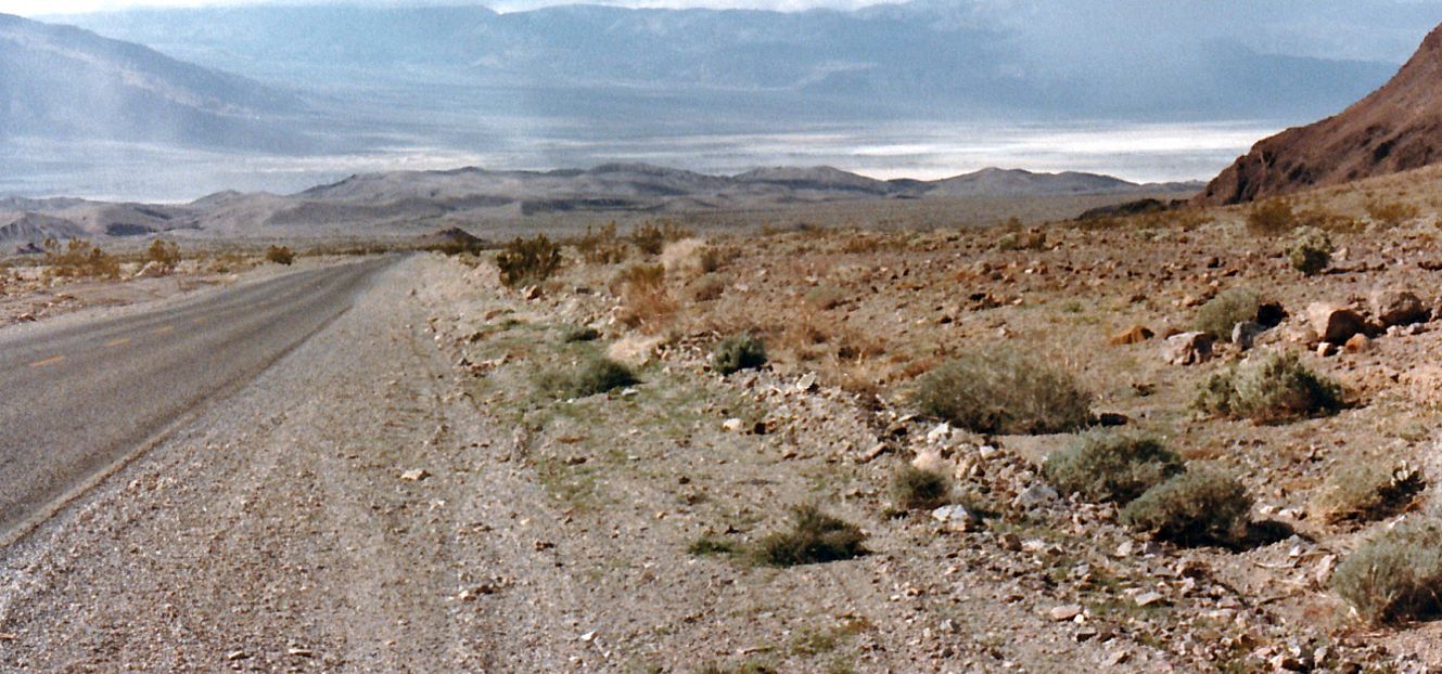 Dalla California, Death Valley: Phoenix dactylifera (ed altra vegetazione))