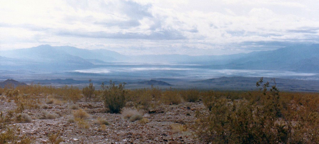 Dalla California, Death Valley: Phoenix dactylifera (ed altra vegetazione))