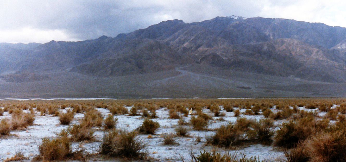 Dalla California, Death Valley: Phoenix dactylifera (ed altra vegetazione))