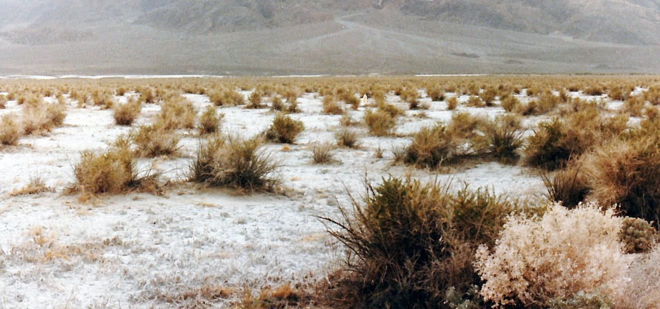 Dalla California, Death Valley: Phoenix dactylifera (ed altra vegetazione))