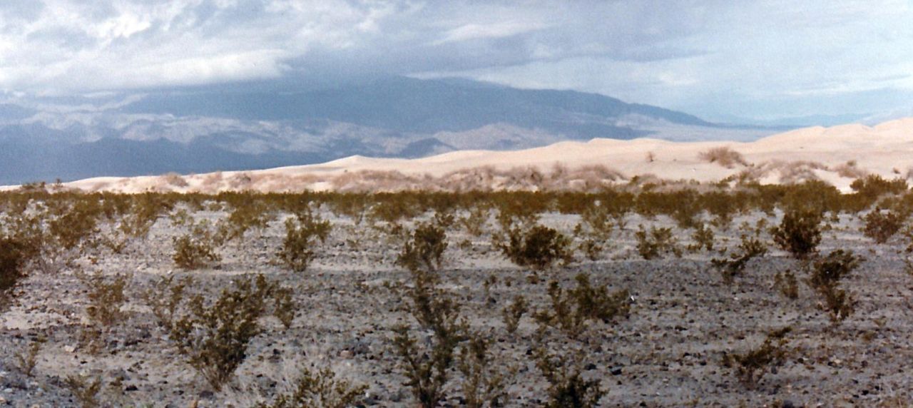 Dalla California, Death Valley: Phoenix dactylifera (ed altra vegetazione))