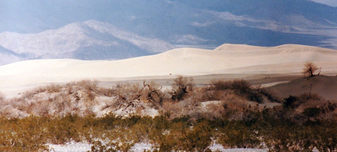 Dalla California, Death Valley: Phoenix dactylifera (ed altra vegetazione))