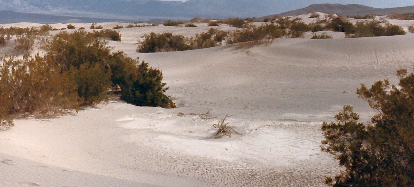 Dalla California, Death Valley: Phoenix dactylifera (ed altra vegetazione))