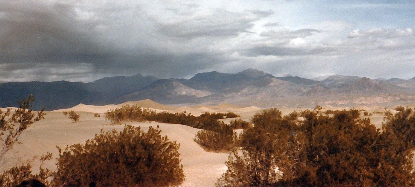 Dalla California, Death Valley: Phoenix dactylifera (ed altra vegetazione))