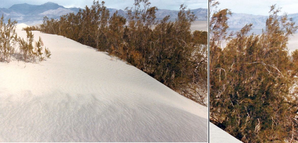 Dalla California, Death Valley: Phoenix dactylifera (ed altra vegetazione))