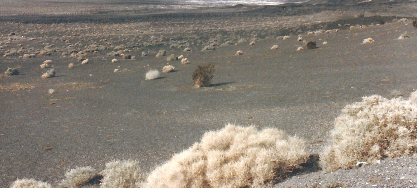 Dalla California, Death Valley: Phoenix dactylifera (ed altra vegetazione))