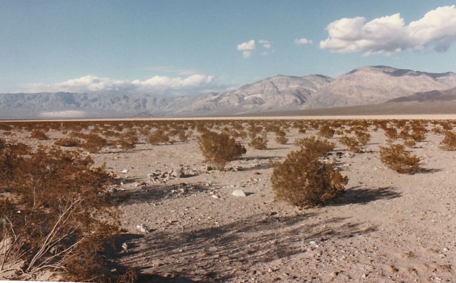 Dalla California, Death Valley: Phoenix dactylifera (ed altra vegetazione))