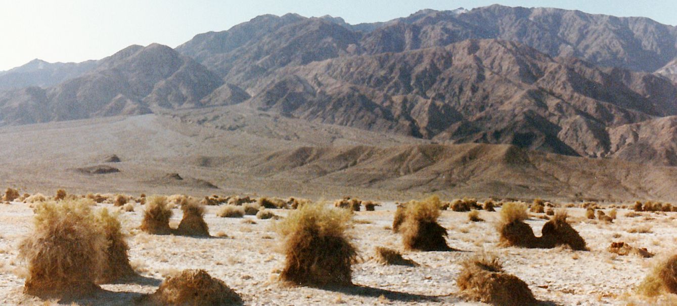 Dalla California, Death Valley: Phoenix dactylifera (ed altra vegetazione))