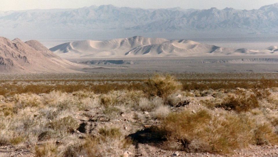 Dalla California, Death Valley: Phoenix dactylifera (ed altra vegetazione))