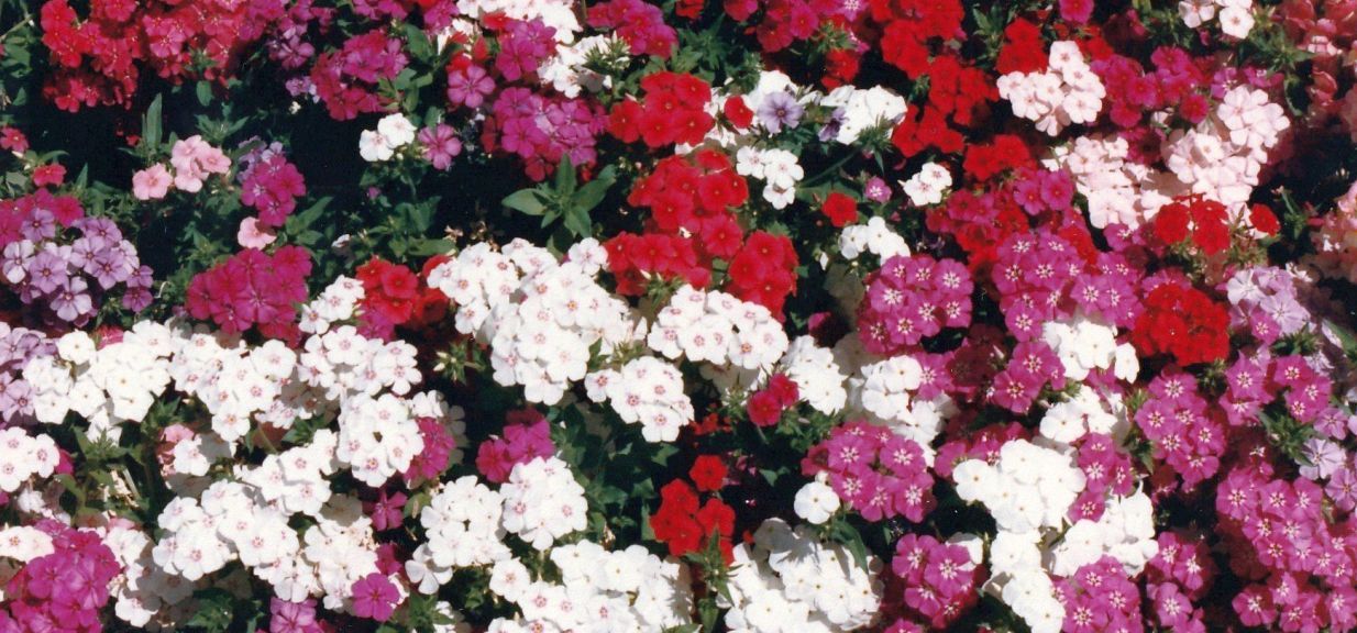 In aiuola in Arizona: cv di Phlox drummondii (Polemoniaceae)