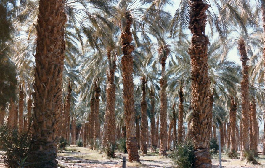 Dalla California, Death Valley: Phoenix dactylifera (ed altra vegetazione))