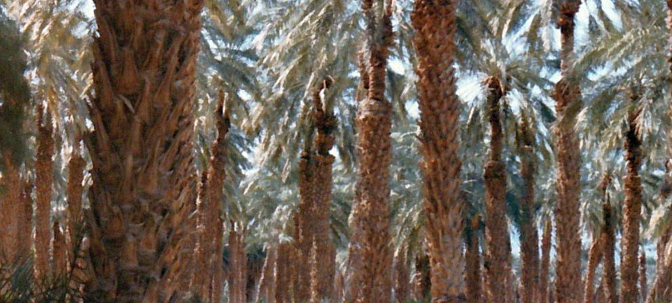 Dalla California, Death Valley: Phoenix dactylifera (ed altra vegetazione))