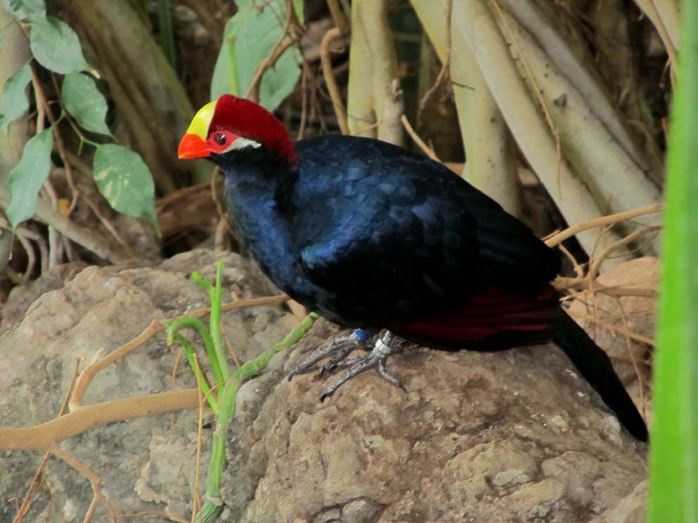 Uccelli allo zoo di Monaco di Baviera