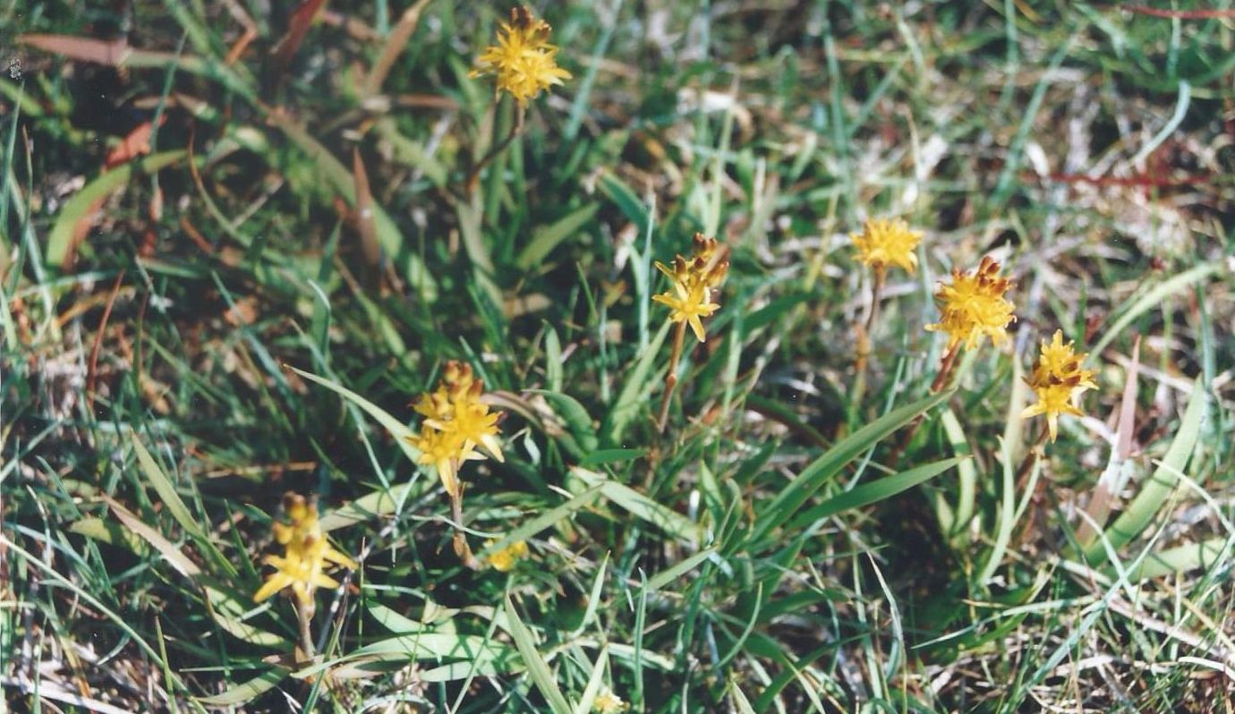 Dalle Shetland: Narthecium ossifragum (Nartheciaceae)