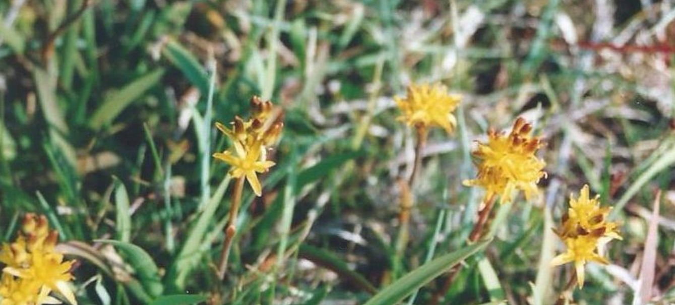 Dalle Shetland: Narthecium ossifragum (Nartheciaceae)