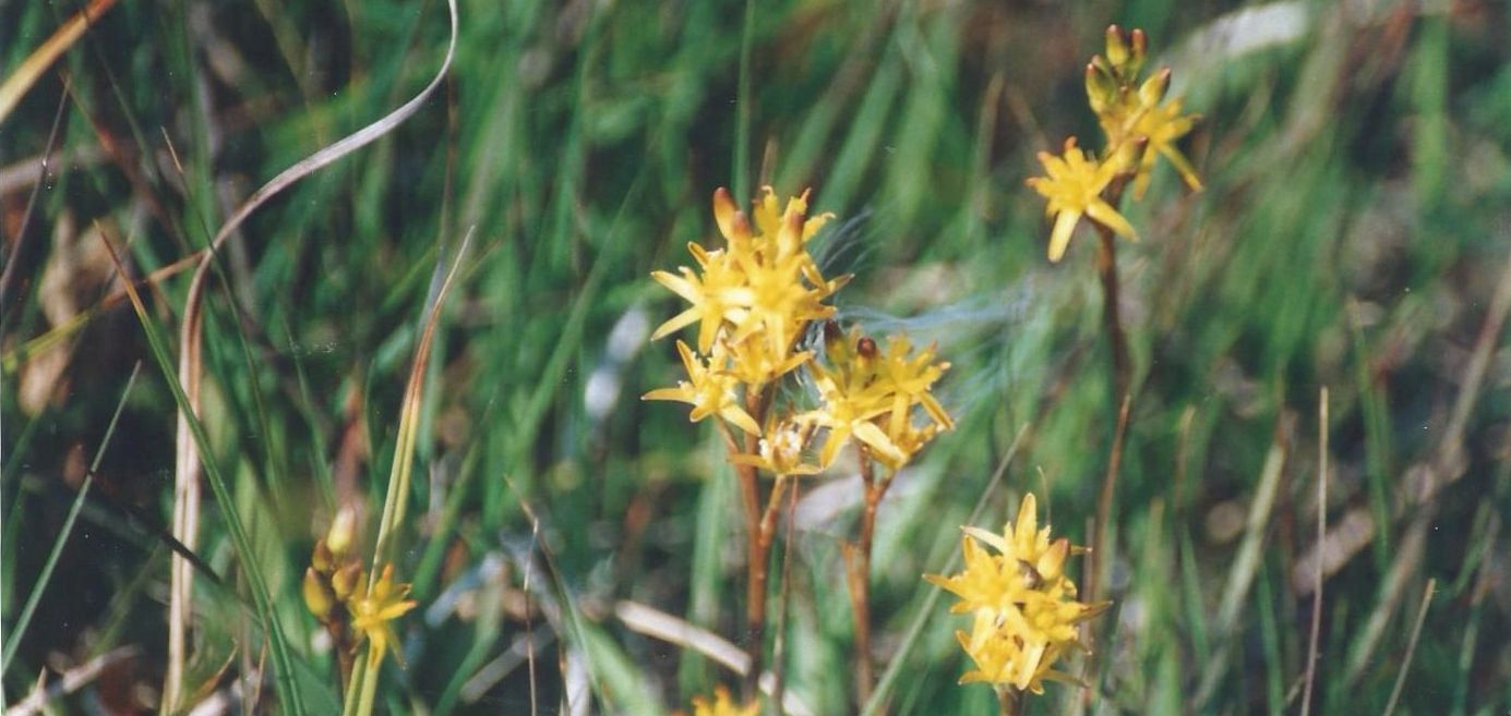 Dalle Shetland: Narthecium ossifragum (Nartheciaceae)