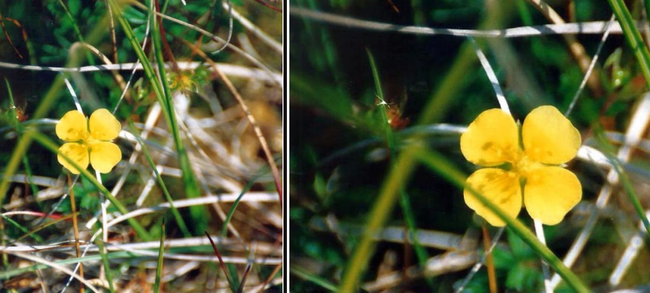 Dalle Shetland: Potentilla cfr. erecta (Rosaceae)