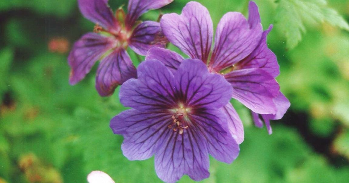 Dalle Shetland: Geranium sp. (due differenti  specie)