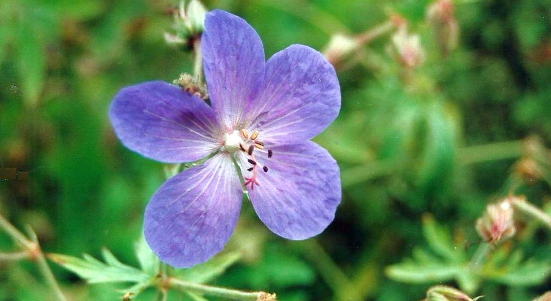 Dalle Shetland: Geranium sp. (due differenti  specie)