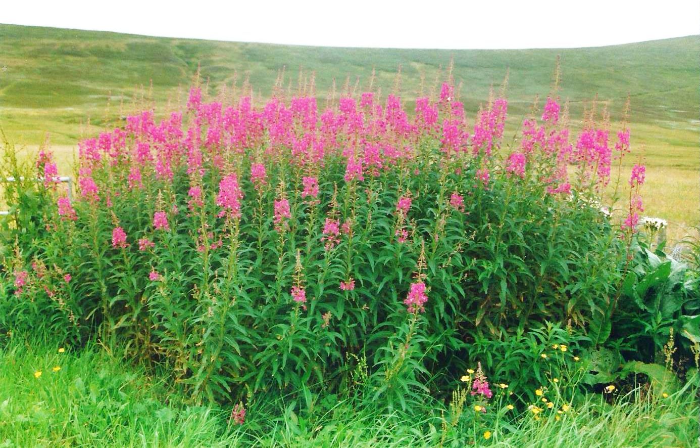 Dalle Shetland: Chamaenerion  angustifolium (Onagraceae)