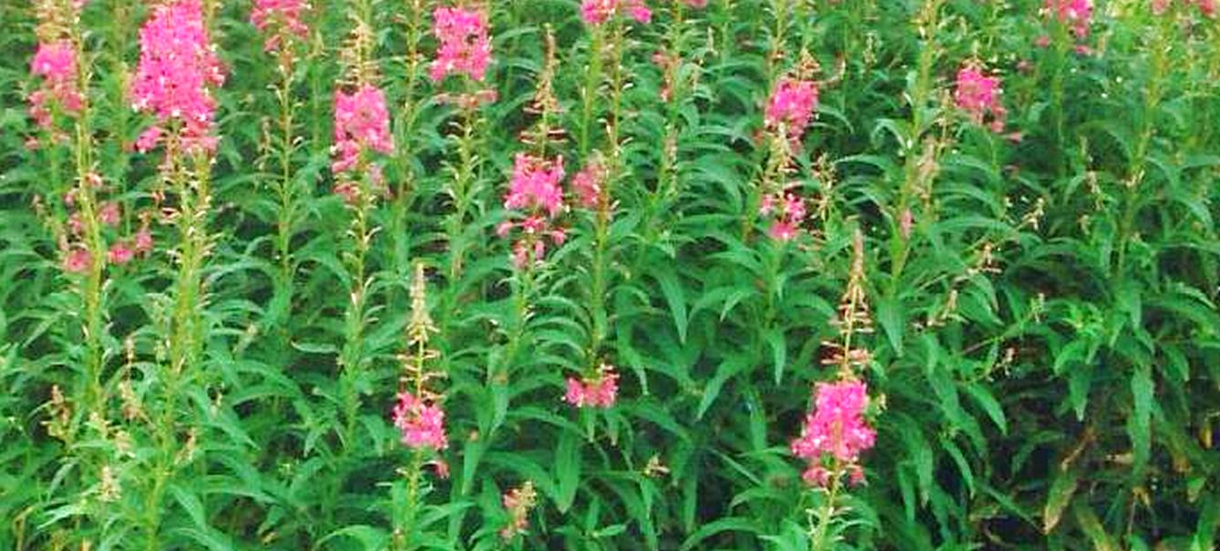 Dalle Shetland: Chamaenerion  angustifolium (Onagraceae)