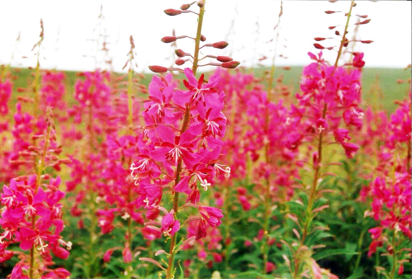 Dalle Shetland: Chamaenerion  angustifolium (Onagraceae)