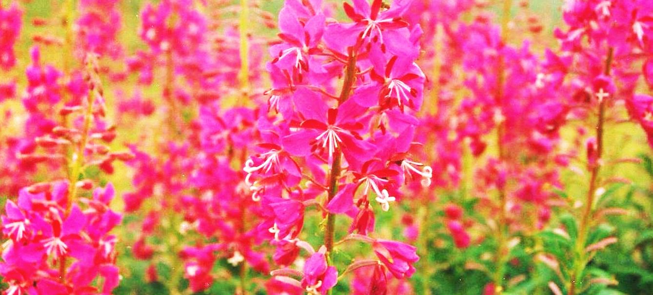 Dalle Shetland: Chamaenerion  angustifolium (Onagraceae)