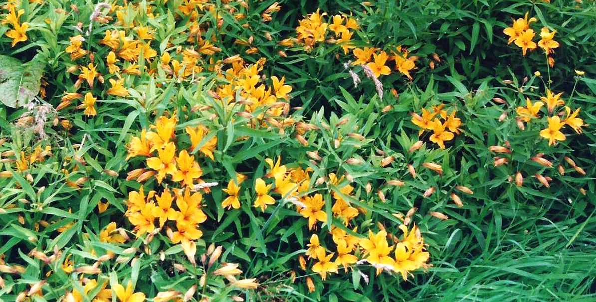 Dalle Shetland: cv di Alstroemeria aurea (=aurantica)