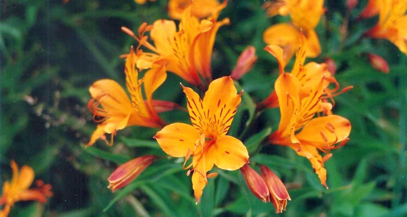 Dalle Shetland: cv di Alstroemeria aurea (=aurantica)