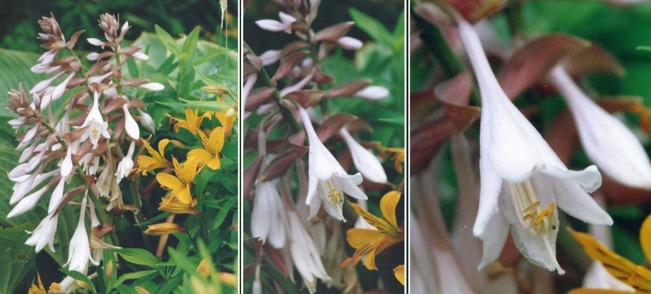 Dalle Shetland: cv di Hosta sieboldiana (Liliaceae)