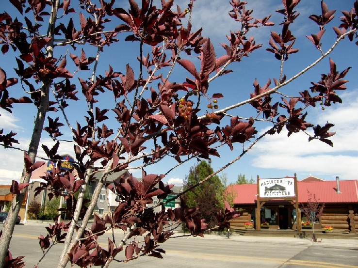 presso Yellowstone National Park (USA)- Prunus virginiana