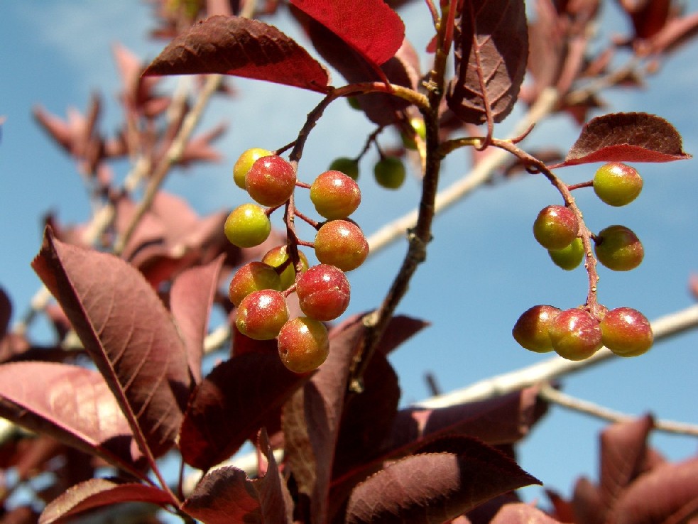 presso Yellowstone National Park (USA)- Prunus virginiana