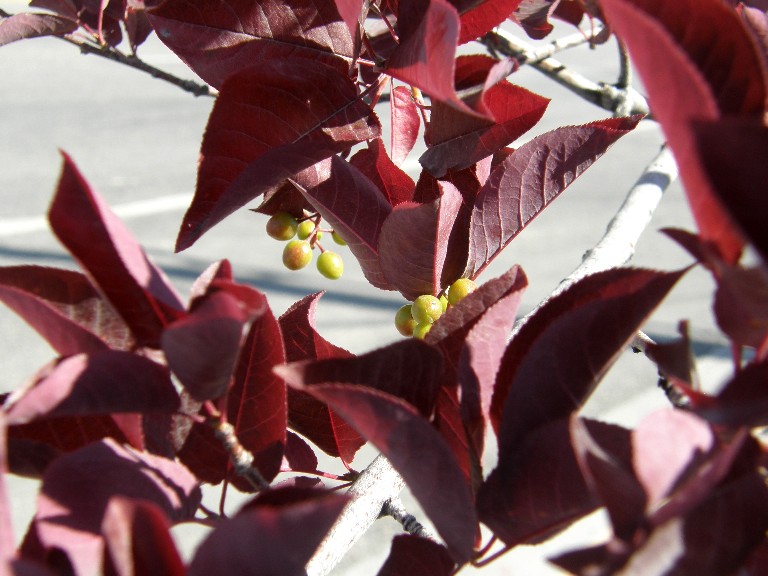 presso Yellowstone National Park (USA)- Prunus virginiana