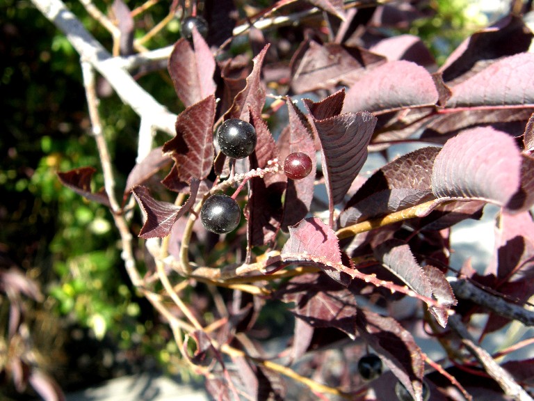 presso Yellowstone National Park (USA)- Prunus virginiana