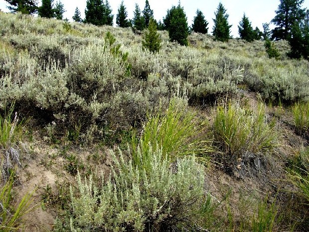 Yellowstone National Park (USA) - Artemisia frigida