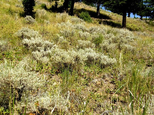 Yellowstone National Park (USA) - Artemisia frigida