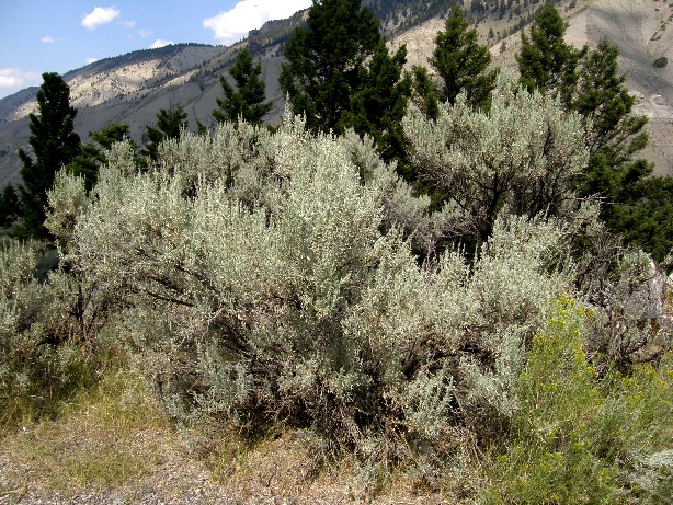 Yellowstone National Park (USA) - Artemisia frigida