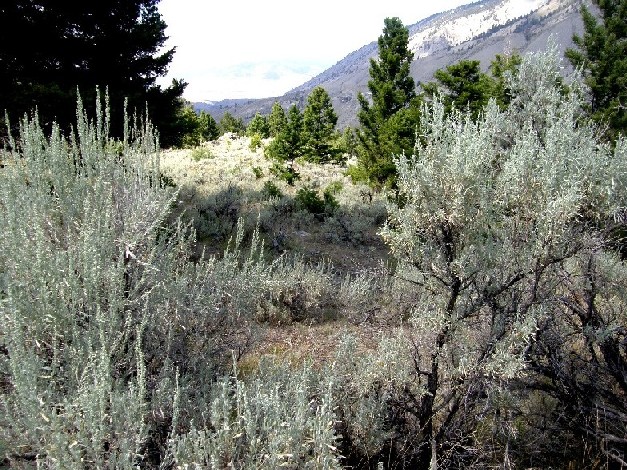 Yellowstone National Park (USA) - Artemisia frigida