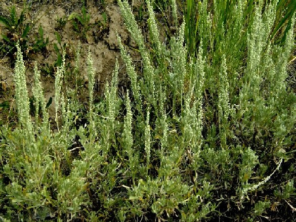 Yellowstone National Park (USA) - Artemisia frigida