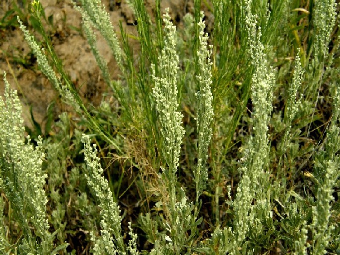 Yellowstone National Park (USA) - Artemisia frigida