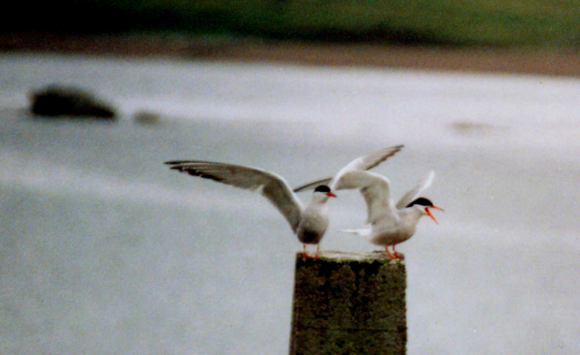 Sterne alle Shetland:  Sterna codalunga (Sterna paradisea)