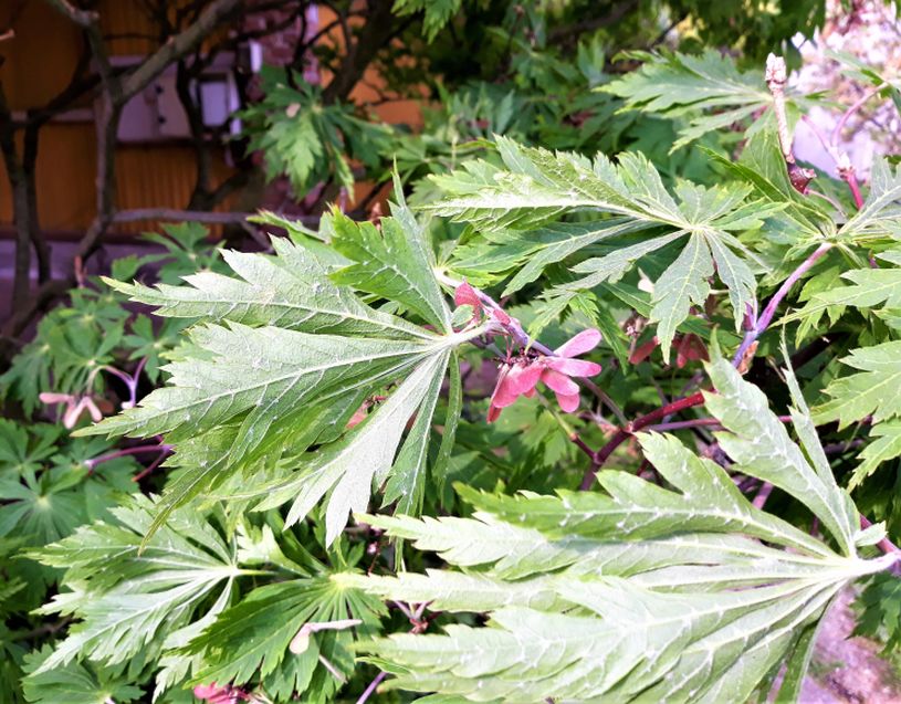 Acer japonicum ''Aconitifolium''